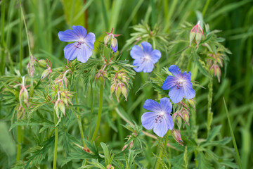 close-up of colourful blooming summer flower