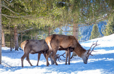 Two young male Carpathian deer in the wild in winter