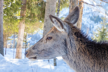 The head in profile of a female Carpathian deer in the wild