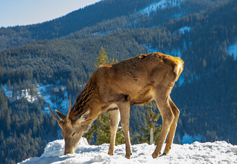 A young male Carpathian deer in the winter on the snow in the wild