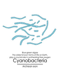 Cyanobacteria, or blue-green algae, are among the oldest known forms of life on Earth from the Archean eon. They played a crucial role by producing oxygen through photosynthesis. Colorful illustration