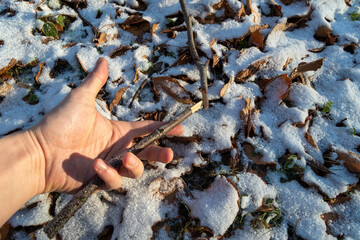 Einen zerbrochenen Stock im Winter mit Schnee aufheben.