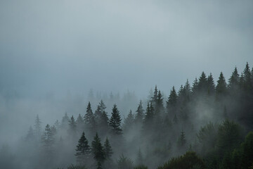 Mystic foggy forest in vintage style. Firs in the fog on the mountainside. Minimalist Scandinavian style in gray tones
