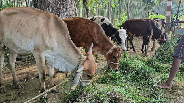 Close-up of an Indian boy feeding green grass to domestic cows and calves in the morning