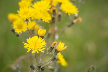 close-up of colourful blooming summer flower