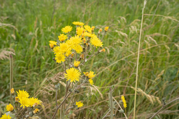 close-up of colourful blooming summer flower