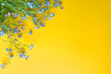 Yellow background with blue flowers of forget-me-nots. Copy space, place for text, template, mocap.