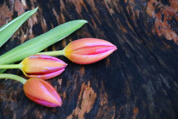 tulpen karte 