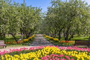 Apple and tulip blossoms in park on sunny spring afternoon.