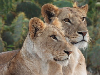Lionesses bond in Zimbabwe