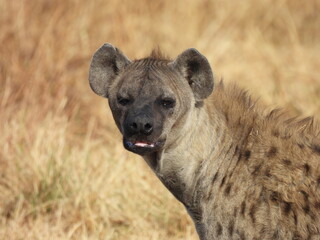 Part of the ugly five is the scavenging Hyena