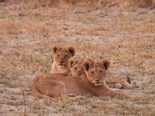 Three young Lion cubs in South Africa