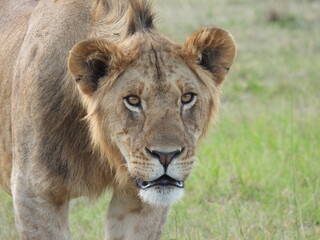 Young male Lion cub