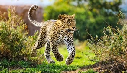 Raamstickers A leopard running in the nature, beautiful animal predator © dmnkandsk