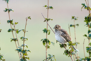 Grauammer auf einer Sitzwarte	