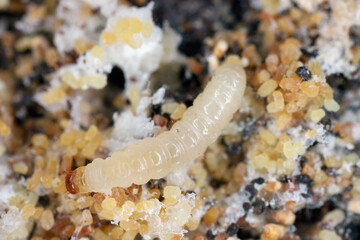 Obraz na płótnie Canvas European grain worm or European grain moth (Nemapogon granella). Caterpillar - larva.