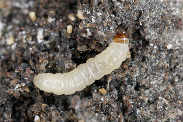 European grain worm or European grain moth (Nemapogon granella). Caterpillar - larva.