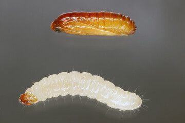 European grain worm or European grain moth (Nemapogon granella). Developmental stages - pupa and caterpillar.