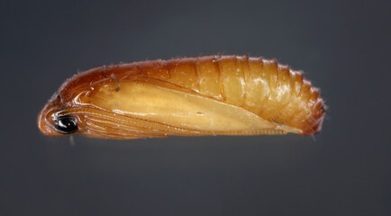 European grain worm or European grain moth (Nemapogon granella). Developmental stage - pupa.