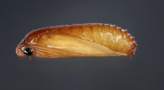 European grain worm or European grain moth (Nemapogon granella). Developmental stage - pupa.