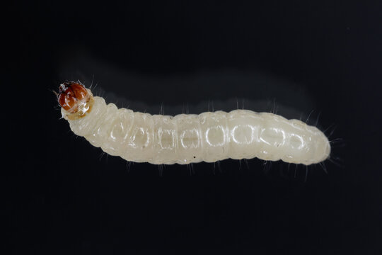 European grain worm or European grain moth (Nemapogon granella). Caterpillar - larva.