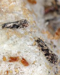 European grain worm or European grain moth (Nemapogon granella). Moths and pupal moults extending from the bread roll in which the caterpillars lived.
