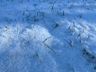Green blades of grass poke through the snow cover on a meadow