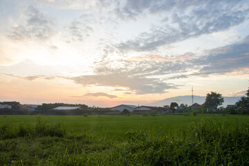 sunrise view of rice fields in the countryside