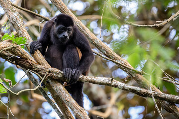 Howler monkey perched on a branch in the forest of Costa Rica
