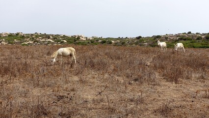 Three wild albino donkeys at Asinara in Sardinia graze peacefully during a sunny day.