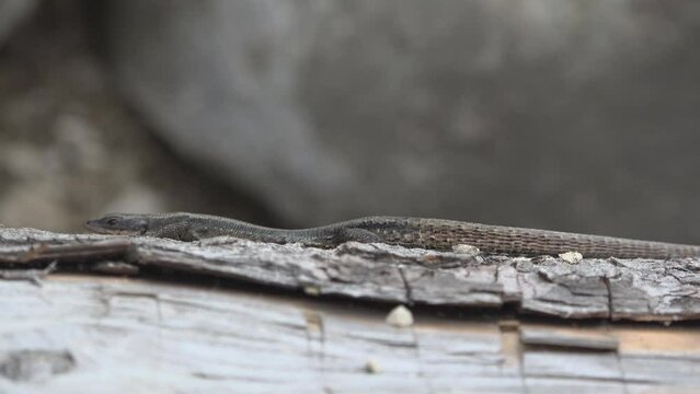Viviparous lizard (Zootoca vivipara) crawling on a wooden log