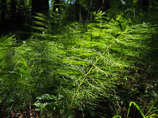 Horsetail Equisetum, genus of vascular plants, department Equisetophyta Ferns. Horsetail sways in...