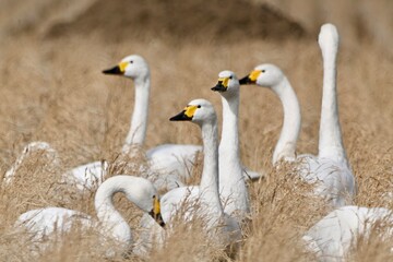 コハクチョウさん