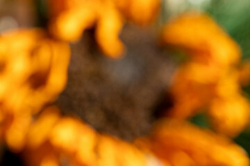 Unfocused, blurry. dried sunflower close-up macro