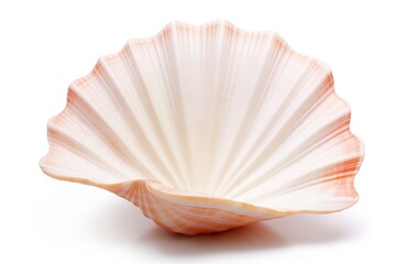 White Background Sea Shell. Cut-Out Spa Object for Beach or Oceanic Souvenir