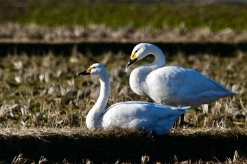 コハクチョウさん