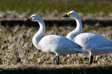 コハクチョウさん