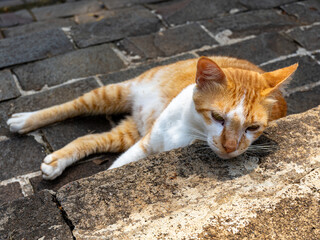 A Sleepy Cat with Orange and White Fur Lying on a Stone Floor