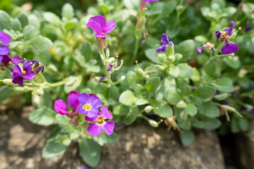 close-up of fresh nature flower