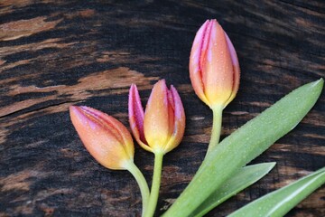 TULPEN AUF HOLZ RUSTIKAL