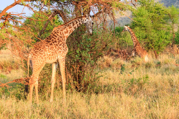 Giraffe in savanna in Serengeti national park in Tanzania. Wild nature of Tanzania, East Africa