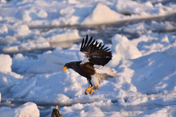 Bird watching with floating ices in winter