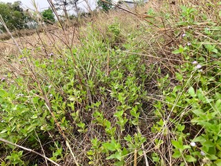 Nature in Roi ET 