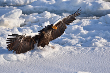 Bird watching with floating ices in winter