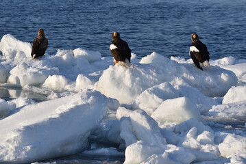 Bird watching with floating ices in winter