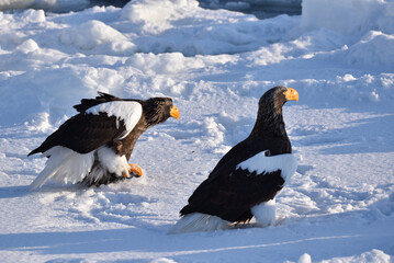 Bird watching with floating ices in winter