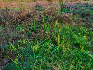 Nature in Roi ET 