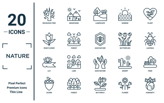 nature linear icon set. includes thin line deciduous tree, rose flower, lily, acorn, humanity, save nature, park icons for report, presentation, diagram, web design