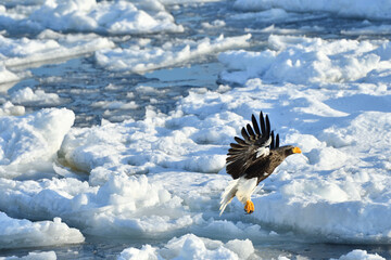 Bird watching with floating ices in winter