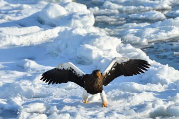 Bird watching with floating ices in winter